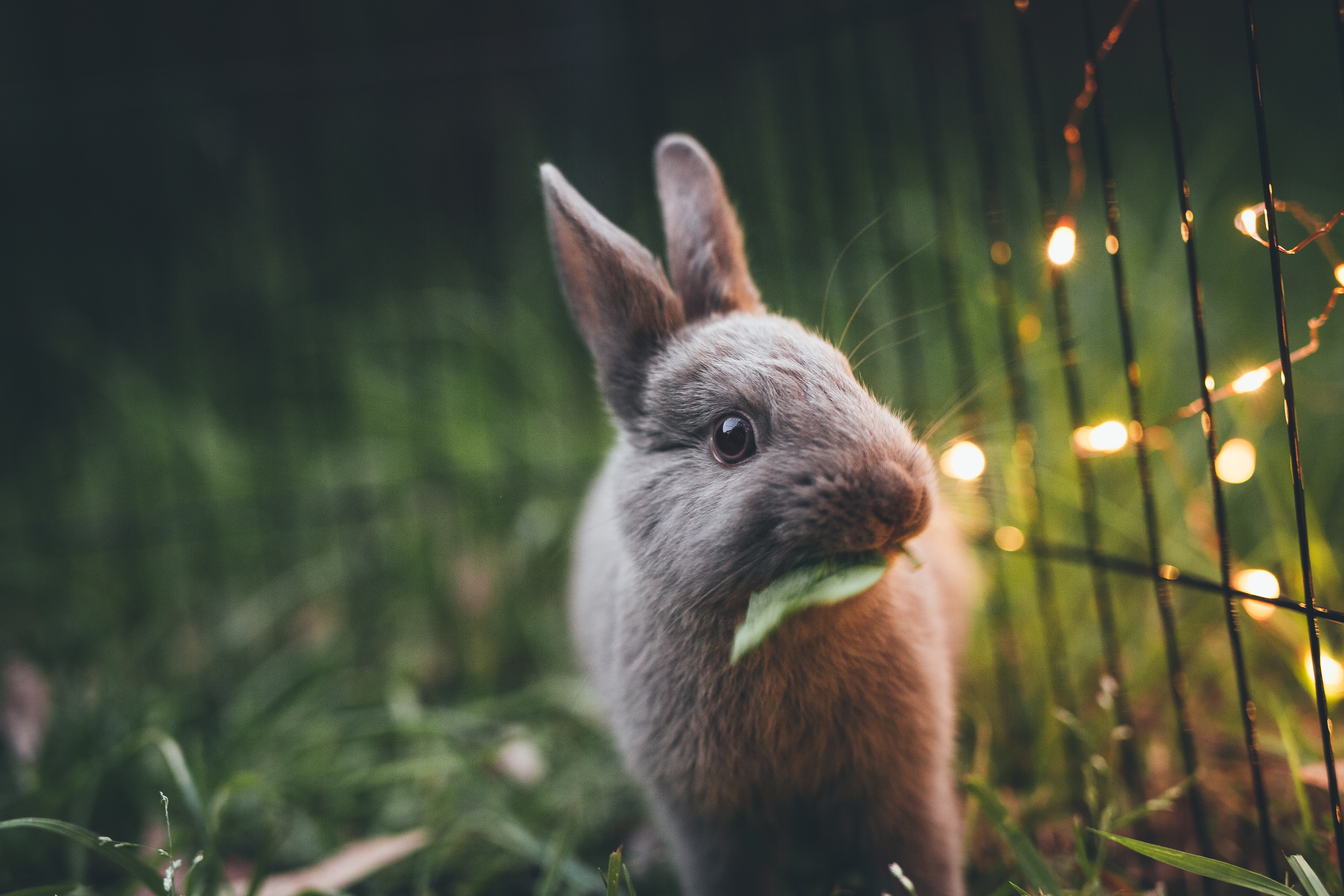 lapin de Pâques