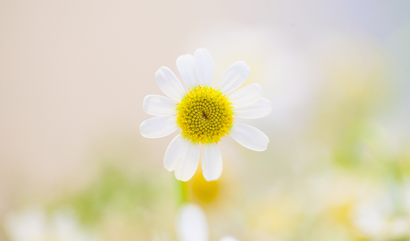 Chamomile Extract